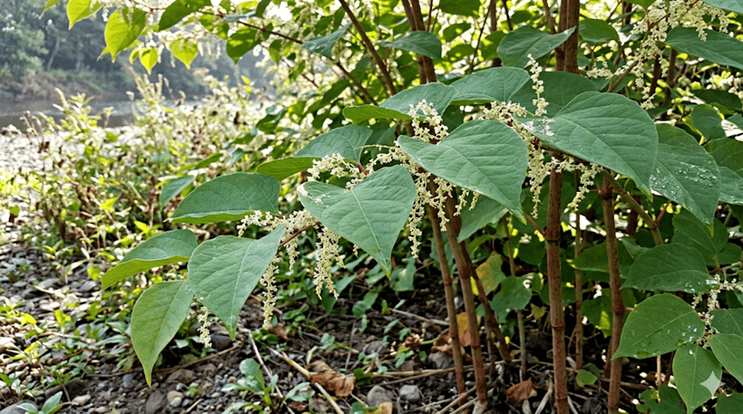 Japanese Knotweed